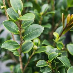 Perfect Plants Yuletide Camellia