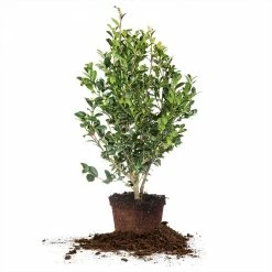 Perfect Plants Yuletide Camellia