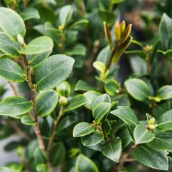 Perfect Plants Yuletide Camellia