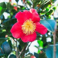 Perfect Plants Yuletide Camellia
