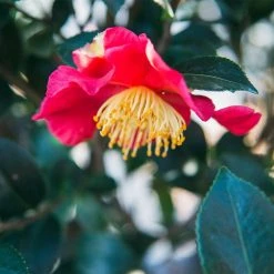 Perfect Plants Yuletide Camellia