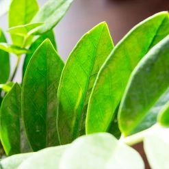 Perfect Plants Zz Plant