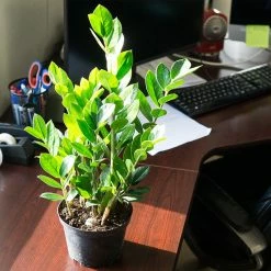 Perfect Plants Zz Plant