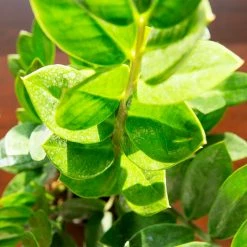 Perfect Plants Zz Plant