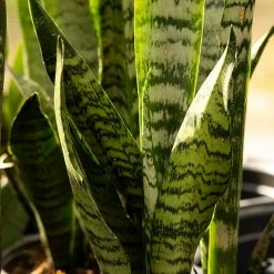 Perfect Plants Sansevieria Zeylanica Snake Plant