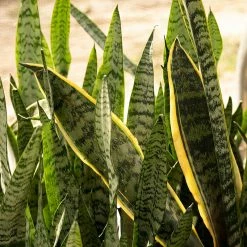 Perfect Plants Sansevieria Zeylanica Snake Plant