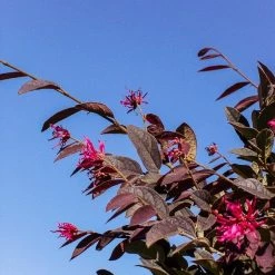 Perfect Plants Loropetalum Zhuzhou Chinese Fringe Flower Shrub