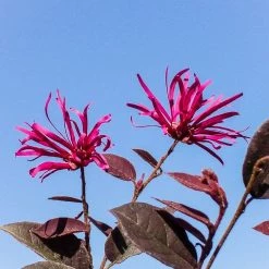 Perfect Plants Loropetalum Zhuzhou Chinese Fringe Flower Shrub