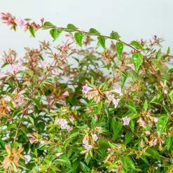 Perfect Plants Abelia Edward Goucher Shrub All Shrubs & Hedges