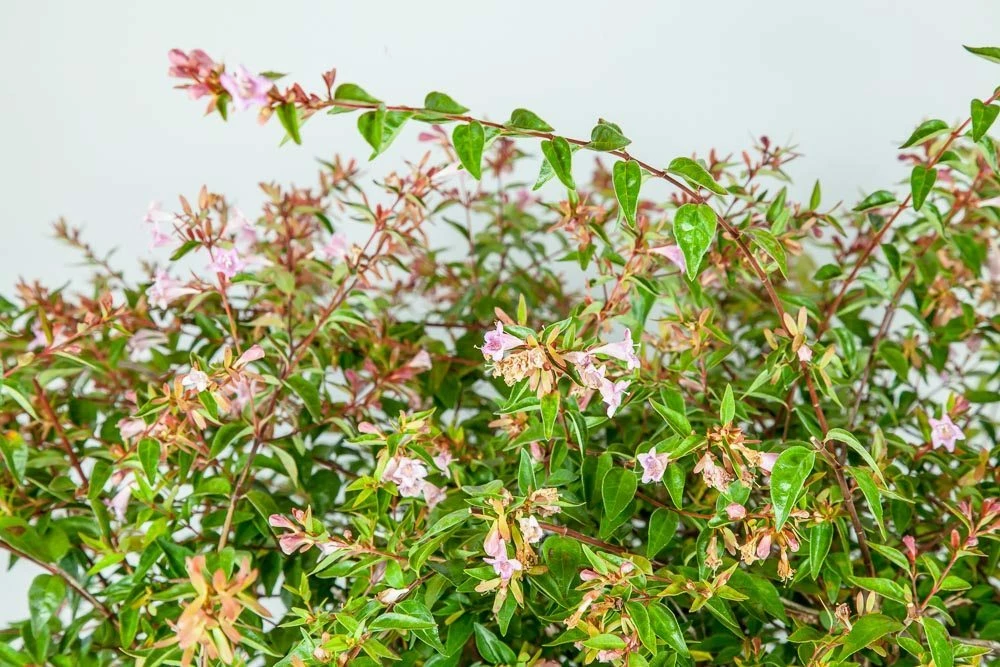 Perfect Plants Abelia Edward Goucher Shrub All Shrubs & Hedges 2 Perfect Plants Abelia Edward Goucher Shrub All Shrubs & Hedges