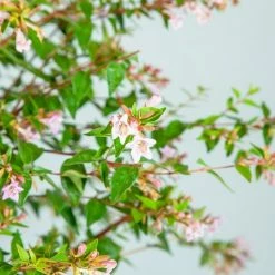 Perfect Plants Abelia Edward Goucher Shrub All Shrubs & Hedges 6 Perfect Plants Abelia Edward Goucher Shrub All Shrubs & Hedges