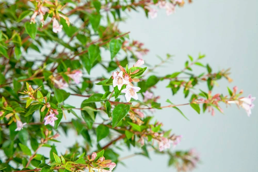 Perfect Plants Abelia Edward Goucher Shrub All Shrubs & Hedges 3 Perfect Plants Abelia Edward Goucher Shrub All Shrubs & Hedges