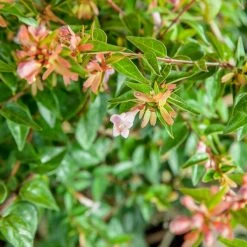 Perfect Plants Abelia Edward Goucher Shrub All Shrubs & Hedges 7 Perfect Plants Abelia Edward Goucher Shrub All Shrubs & Hedges