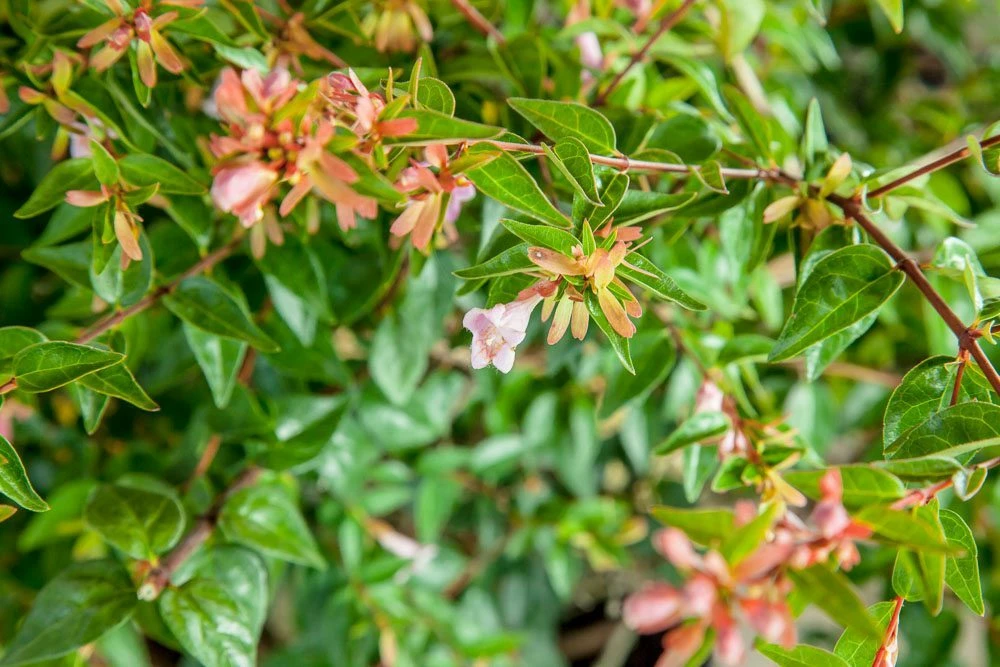Perfect Plants Abelia Edward Goucher Shrub All Shrubs & Hedges 4 Perfect Plants Abelia Edward Goucher Shrub All Shrubs & Hedges