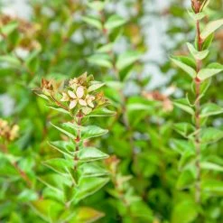 Perfect Plants Rose Creek Abelia Shrub