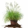 Perfect Plants Miscanthus Adagio Shrub Ornamental Grasses