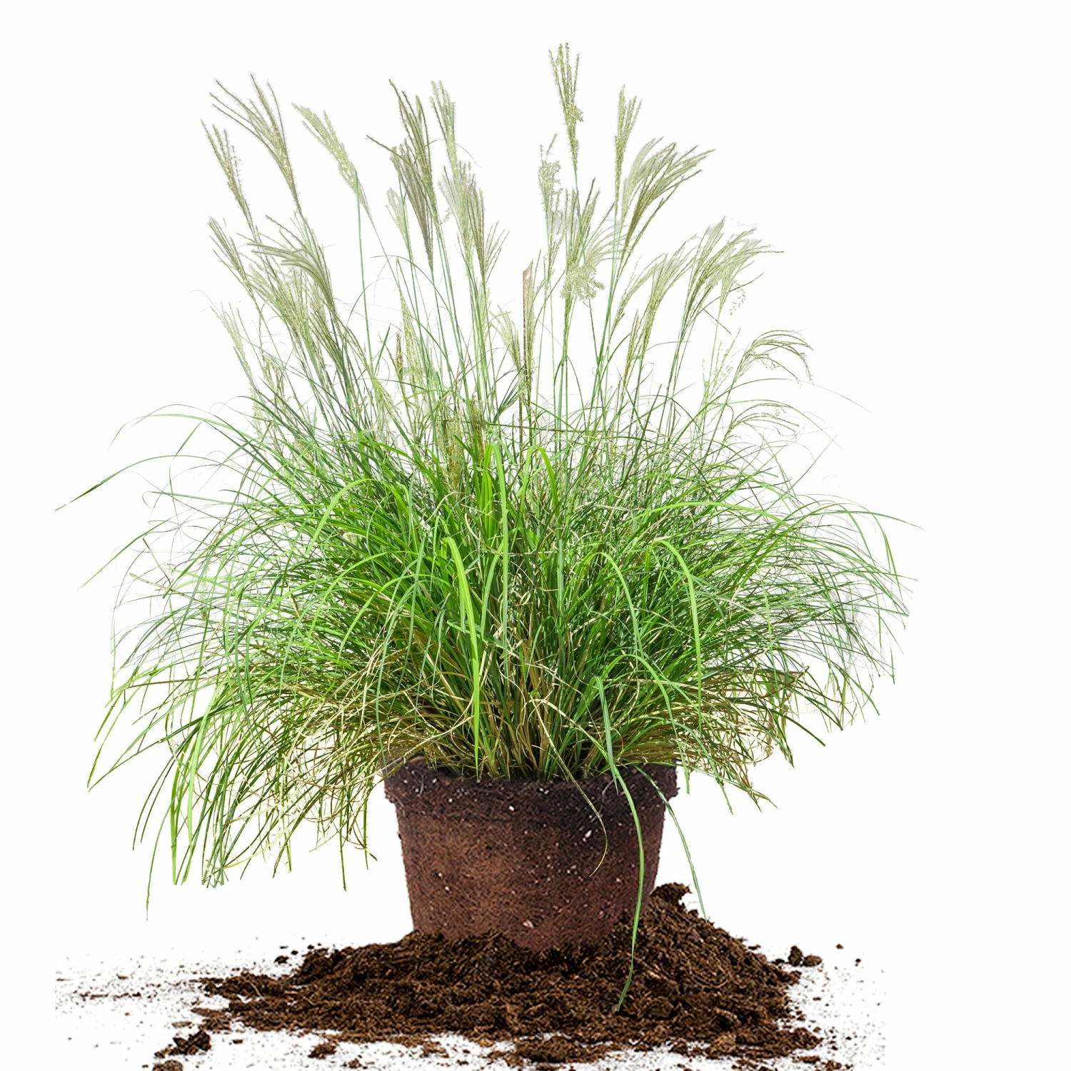 Perfect Plants Miscanthus Adagio Shrub Ornamental Grasses 1 Perfect Plants Miscanthus Adagio Shrub Ornamental Grasses