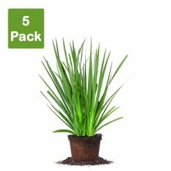 Perfect Plants All Shrubs & Hedges White African Iris Shrub