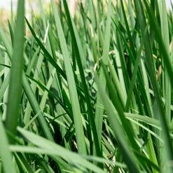 Perfect Plants All Shrubs & Hedges White African Iris Shrub