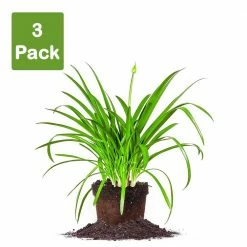 Perfect Plants Agapanthus Blue Shrub