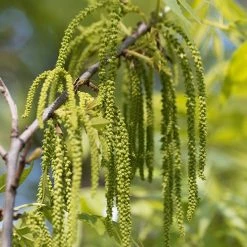 Perfect Plants Amling Pecan Tree | Type 1 Pollinator Pecan Trees