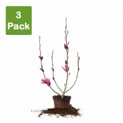 Perfect Plants All Trees Ann Magnolia Tree