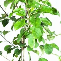 Perfect Plants Apple Trees Anna Apple Tree 6 Perfect Plants Apple Trees Anna Apple Tree