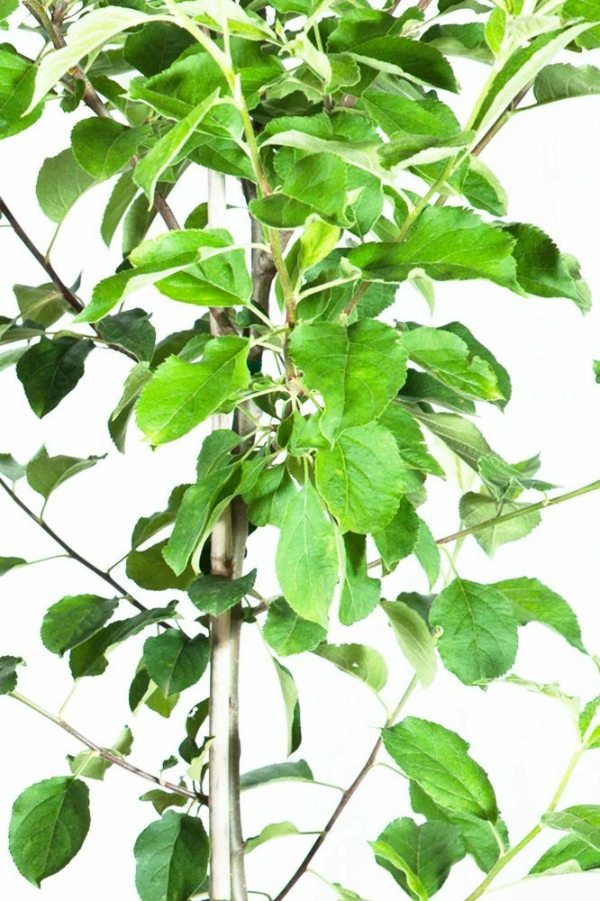 Perfect Plants Apple Trees Anna Apple Tree 3 Perfect Plants Apple Trees Anna Apple Tree