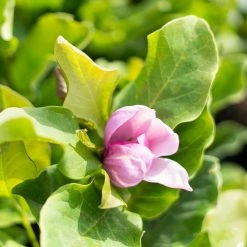 Perfect Plants Alexandrina Magnolia Tree 11 Perfect Plants Alexandrina Magnolia Tree