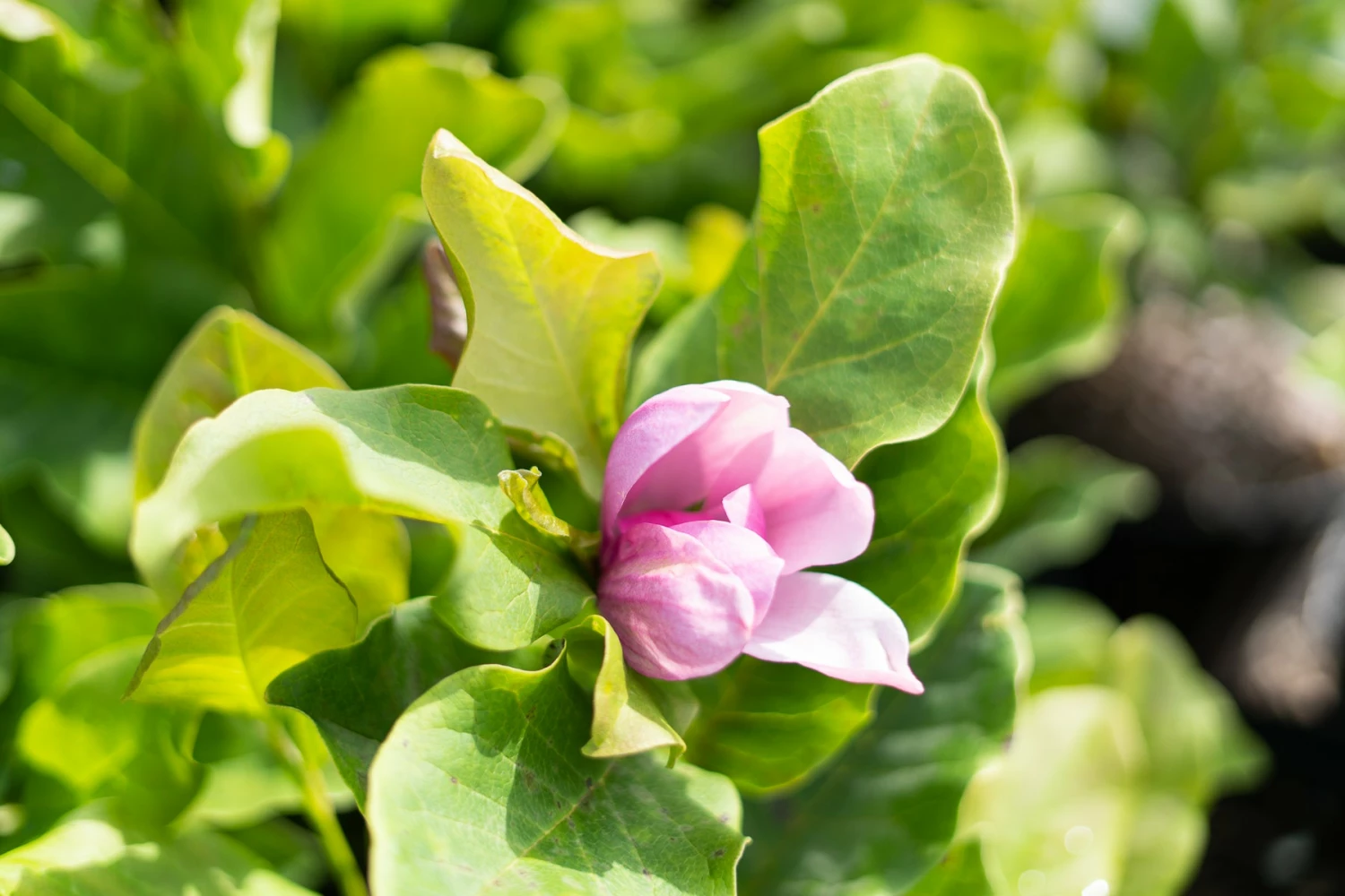 Perfect Plants Alexandrina Magnolia Tree 4 Perfect Plants Alexandrina Magnolia Tree