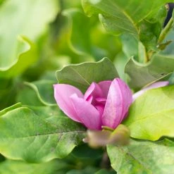 Perfect Plants Alexandrina Magnolia Tree 10 Perfect Plants Alexandrina Magnolia Tree