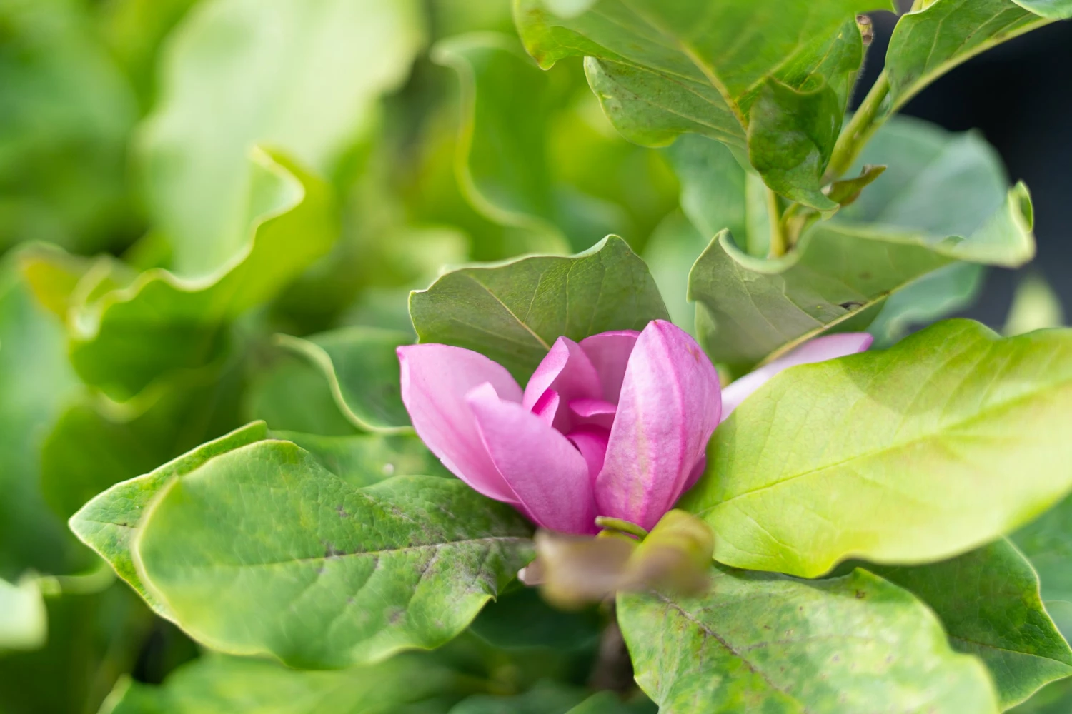 Perfect Plants Alexandrina Magnolia Tree 3 Perfect Plants Alexandrina Magnolia Tree