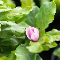 Perfect Plants Alexandrina Magnolia Tree