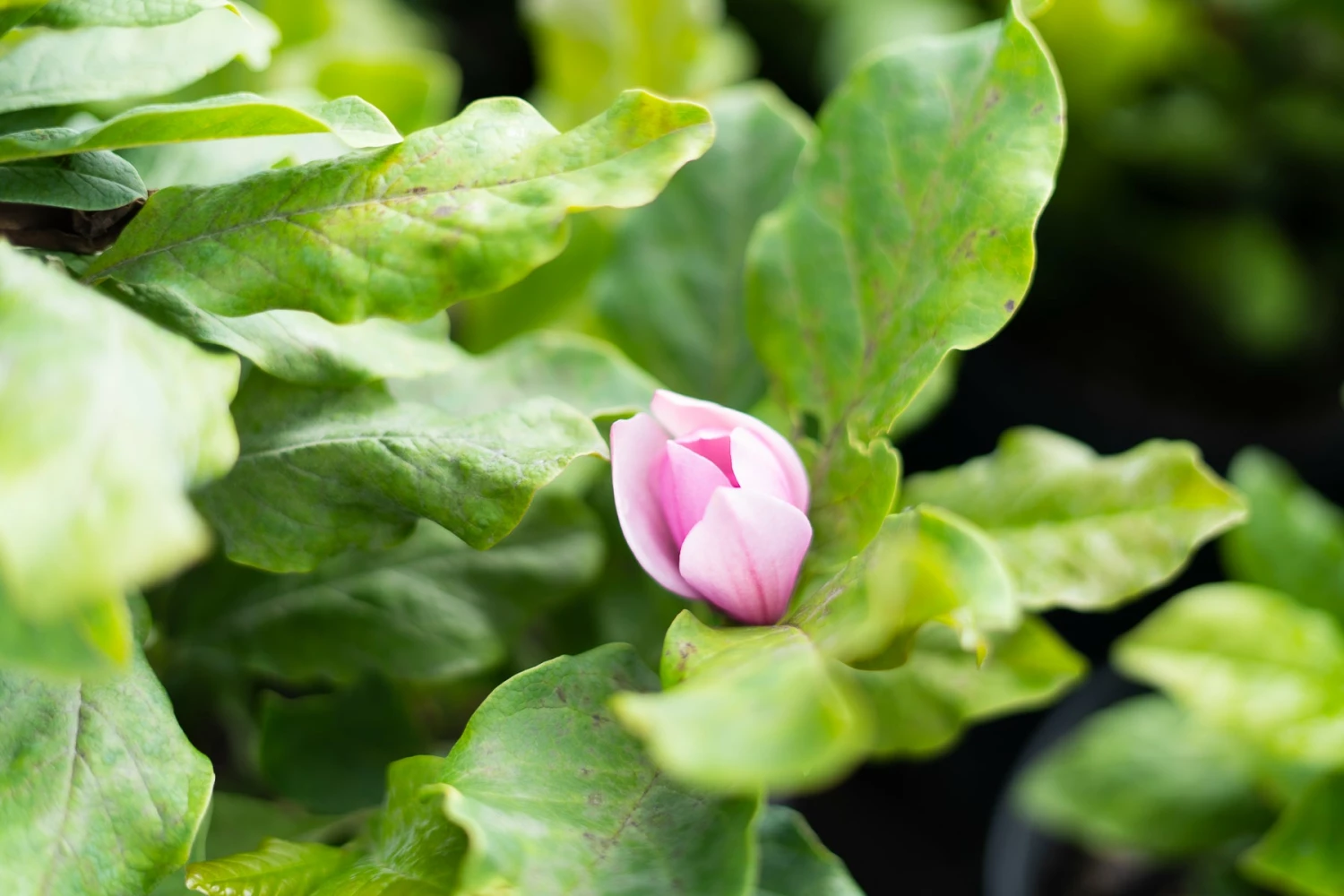 Perfect Plants Alexandrina Magnolia Tree 2 Perfect Plants Alexandrina Magnolia Tree