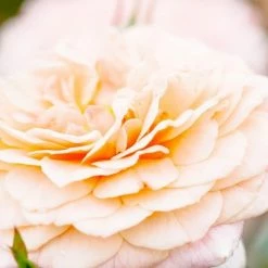 Perfect Plants Apricot Drift® Rose Bush Drift® Roses