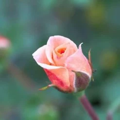 Perfect Plants Apricot Drift® Rose Bush Drift® Roses