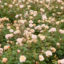 Perfect Plants Apricot Drift® Rose Bush Drift® Roses