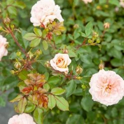 Perfect Plants Apricot Drift® Rose Bush Drift® Roses