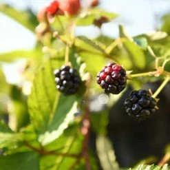 Perfect Plants All Fruit & Nut Trees Arapaho Blackberry Bush