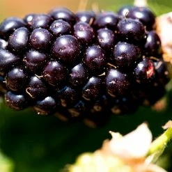 Perfect Plants All Fruit & Nut Trees Arapaho Blackberry Bush