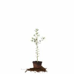Perfect Plants Arbequina Olive Tree