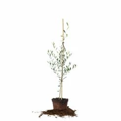 Perfect Plants Arbequina Olive Tree
