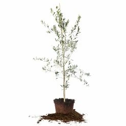 Perfect Plants Arbequina Olive Tree