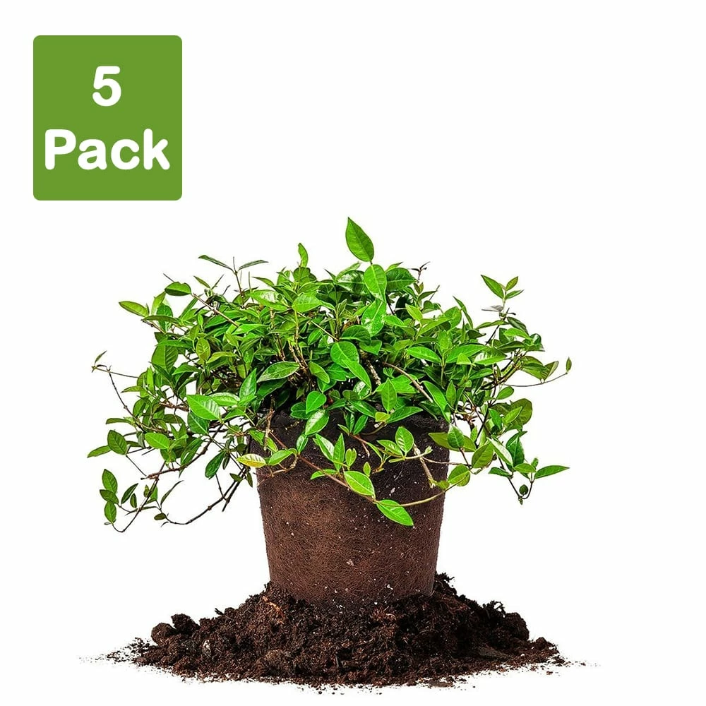 Perfect Plants Asiatic Jasmine Shrub 3 Perfect Plants Asiatic Jasmine Shrub