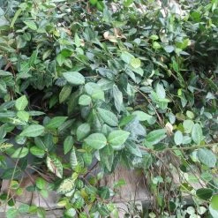 Perfect Plants Asiatic Jasmine Shrub 9 Perfect Plants Asiatic Jasmine Shrub