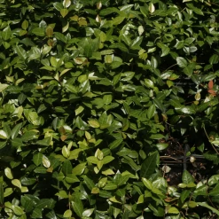 Perfect Plants Asiatic Jasmine Shrub 10 Perfect Plants Asiatic Jasmine Shrub