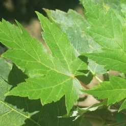 Perfect Plants Autumn Blaze Maple Tree All Trees