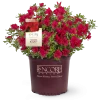 Perfect Plants All Shrubs & Hedges Autumn Bonfire™ Encore® Azalea Shrub