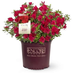 Perfect Plants All Shrubs & Hedges Autumn Bonfire™ Encore® Azalea Shrub