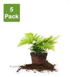 Perfect Plants All Shrubs & Hedges Dryopteris Autumn Fern Shrub 13 Perfect Plants All Shrubs & Hedges Dryopteris Autumn Fern Shrub